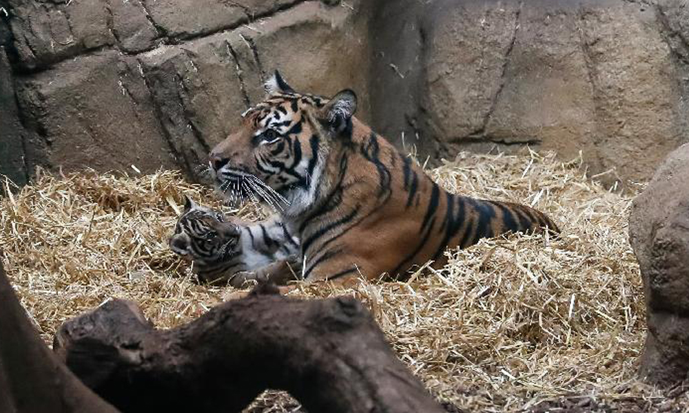 Londra Hayvanat Bahçesi nde dünyaya gelen yavru Sumatra kaplanı