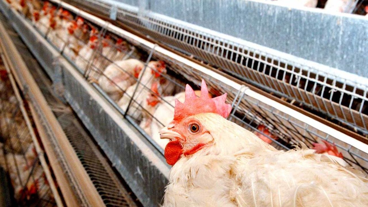 Güney Afrika'nın tavukçuluk sektörü kuş gribi nedeniyle büyük zarara uğradı