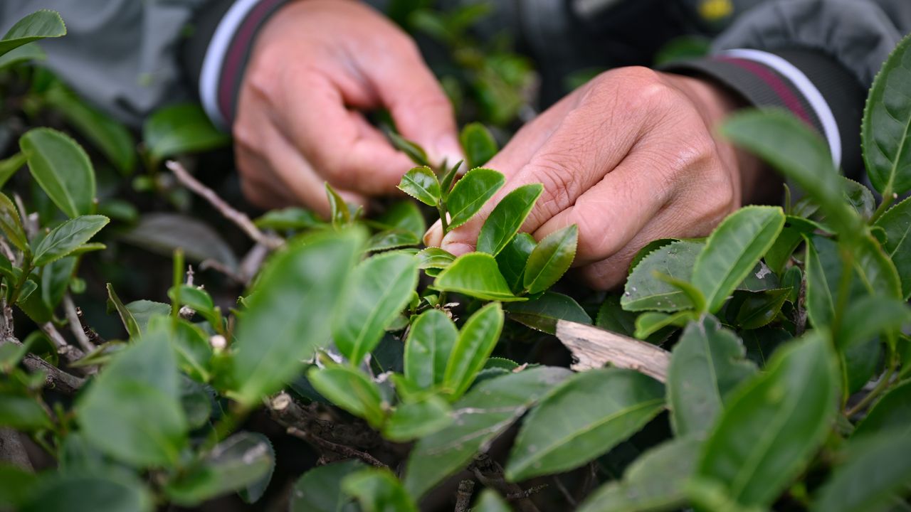 Çin'in güneyinde ilkbahar çay hasadı erken başladı