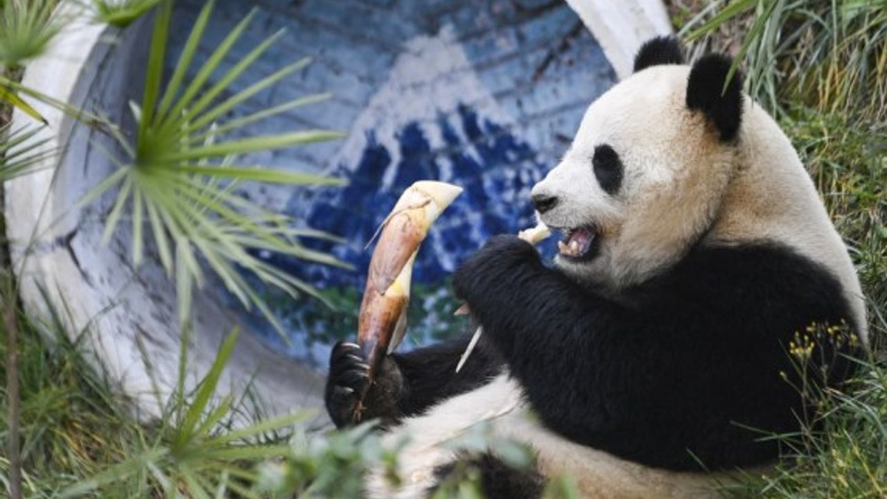 Çin'de bulunan 4 dev panda yeni yuvalarına kavuştu