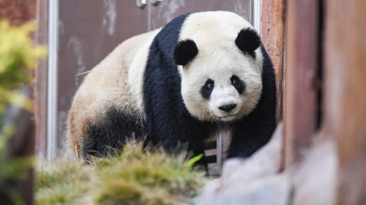 Çin'de vahşi doğadaki panda nüfusu 1.900'e yaklaştı