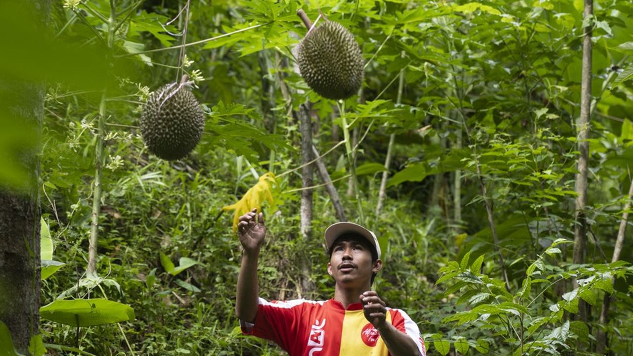 Endonezya'nın Batı Cava eyaletinde devlete ait ormanda durian hasadı başladı