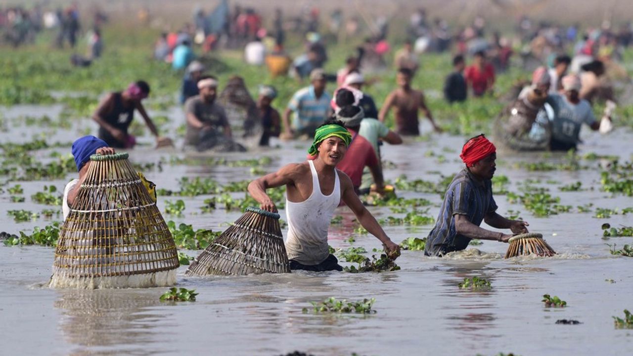 Hindistan'da Bhogali Bihu festivali için toplu halde balık tutuldu