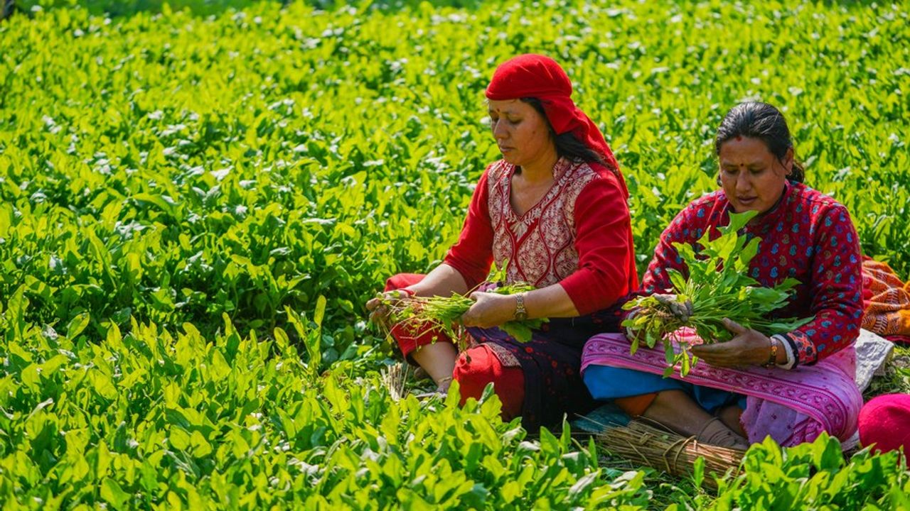 Nepal'de Maghe Sankranti festivali öncesinde çiftçiler ıspanak hasadı yapıyor