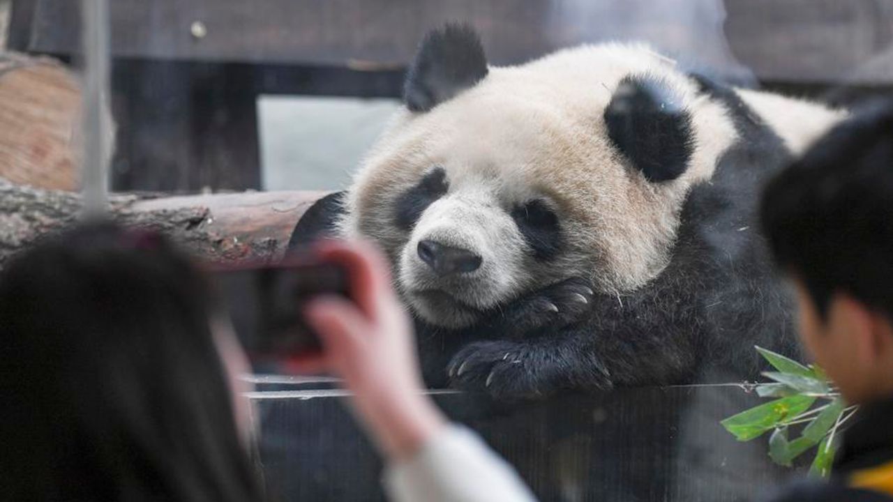 Çin'in Chongqing Belediyesi'ne getirilen dört dev panda halkla buluştu