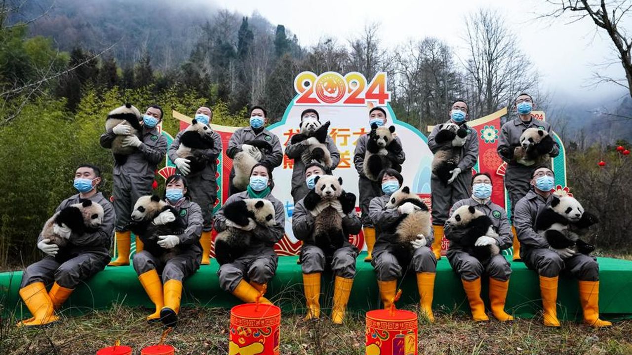 Çin'deki dev panda yetiştirme merkezleri 2023'te 34 dev panda yavrusu yetiştirdi