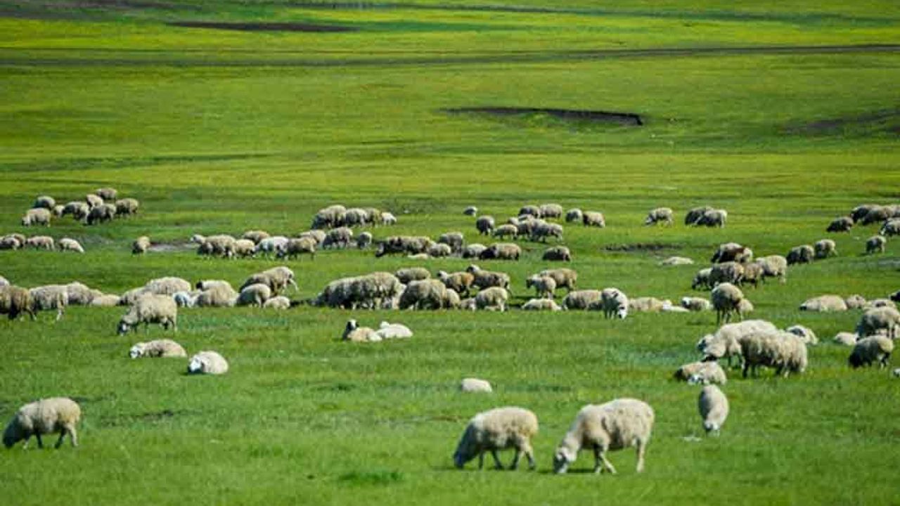Çin'in İç Moğolistan Özerk Bölgesi'nde son teknoloji mandıra tesisi inşası başladı