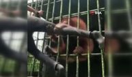 Orangutana tekme atınca olanlar oldu