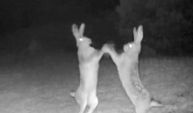 Artvin’de tavşanların tatlı sert kavgası