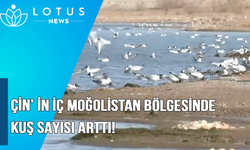 Video: Çin'in İç Moğolistan bölgesinde göçmen kuş sayısı arttı