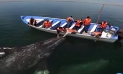 Gri balina turist teknesine yaklaştı