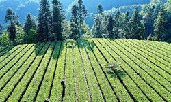 Çin'de çay tarımı