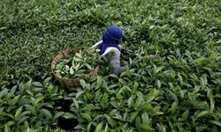 Endonezya'da çay hasadı