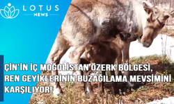 Video: Çin'in İç Moğolistan Özerk Bölgesi, Ren geyiklerinin buzağılama mevsimini karşılıyor