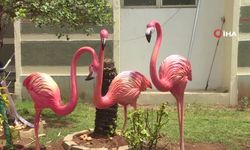 Flamingo Festivali