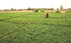 Avustralya gıda krizi yaşayan Ortadoğu ve Afrika'ya yardımlarını artıracak