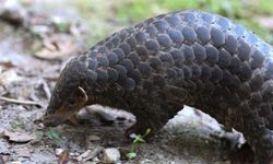 Çinli bilim insanları, Malaya pangolinlerinin esaret altında yetiştirilmesinde atılım yaptı