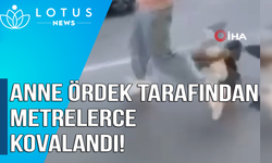 ANNE ÖRDEK TARAFINDAN METRELERCE KOVALANDI!