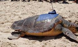 Çin'in Hainan eyaletinde deniz kaplumbağaları el birliğiyle korunuyor