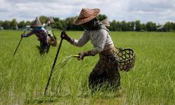 Myanmarlı çiftçiler, maliyetlerinin artışı nedeniyle geçimlerini sağlamakta zorlanıyor