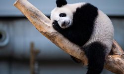 Malezya'daki dev panda Sheng Yi 1 yaşını kutladı