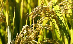 IMF, Hindistan'dan pirinç ihracatına koyduğu yasağı kaldırmasını istedi