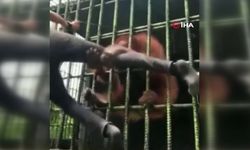 Orangutana tekme atınca olanlar oldu