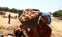 Mısır'ın Fayoum kentinde soğan hasadı