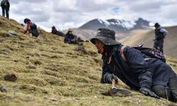 Tırtıl mantarı, Tibetlilerin yaşamlarına destek oluyor