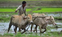 Hindistan'ın Assam eyaletinde çeltik tarımı