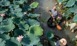 Huzhou'da nilüfer çiçeğinin hasat zamanı