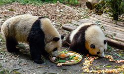 Chengdu'daki ikiz dev panda kardeşler doğum günlerini kutladı