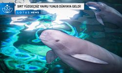 Video: Yangtze sırt yüzgeçsiz yunusu Fujiu 'F9C22' kod adı verilen bir yavru dünyaya getirdi