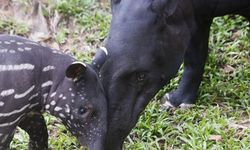 Singapur'daki Malezya tapiri Bayu ile tanışın