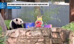 Video: Dev panda yavrusu Xiao Qi Ji, ABD'de ikinci yaşını kutladı