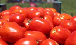 Hindistan hükümeti domates fiyatlarının daha da düşürülmesi için talimat verdi