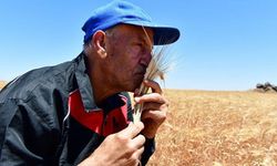 FAO: Dünya gıda fiyatları, Ukrayna tahıl ihracatının yeniden başlamasından gelen rahatlama nedeniyle düşüyor