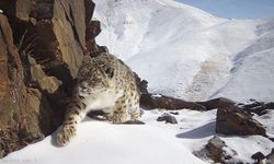 Çin'in Qinghai eyaletindeki kar leoparı popülasyonunun 1.200'e çıktığı tahmin ediliyor