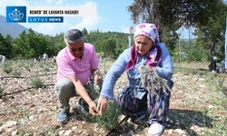 Antalya Kemer'de lavanta hasadı