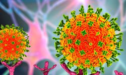 Çin'de Langya virüsü alarmı! Bilim insanları araştırıyor