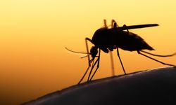 Yunanistan'da Batı Nil Virüsü alarmı: Türkiye açısından risk büyük!