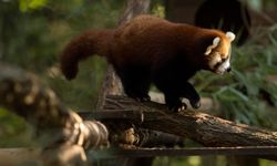 Ljubljana Hayvanat Bahçesi'nde kırmızı panda nüfusu artıyor