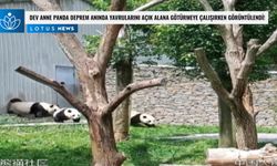 Video: Anne panda deprem sırasında yavrularını açık alana çıkarırken görüntülendi