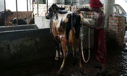 Hindistan'da hastalığa yakalanan 57.000'den fazla sığır telef oldu