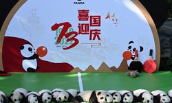 Yenidoğan 13 dev panda yavrusu halkla tanıştı