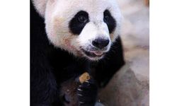 Avustralya'da bir hayvanat bahçesi, dev panda bölmesine giren öğrencinin ardından güvenliği gözden geçirecek