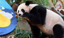 İki dev panda Katar'a gitmek üzere Çin'deki yetiştirme üssünden ayrıldı