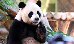 Çin'in Guangzhou kentinde dev panda üçüzleri Güz Ortası Festivali'ni kutladı