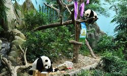 Çin'in güneydoğusunda anne dev panda ile yavrusu görüntülendi