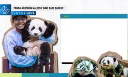 Video: Panda ailesinin Malezya'daki 'dadı babası'